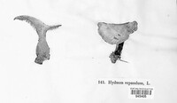 Hydnum repandum image